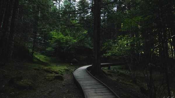 A peaceful green forest path with soft daylight